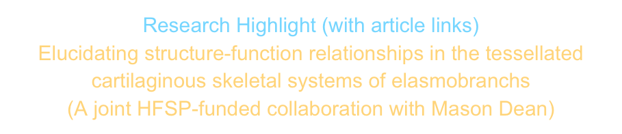 Research Highlight (with article links)
Elucidating structure-function relationships in the tessellated cartilaginous skeletal systems of elasmobranchs 
(A joint HFSP-funded collaboration with Mason Dean) 