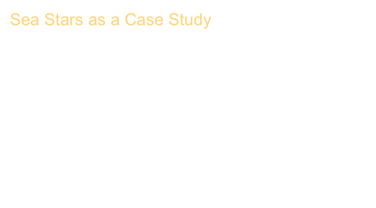Sea Stars as a Case Study
High-throughput segmentation, data visualization, and analysis of sea star skeletal networks
Lara Tomholt, Daniel Baum, Robert J. Wood, and
James C. Weaver
Journal of Structural Biology 215 (2), 107955